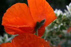 der Mohn ist aufgegangen ...