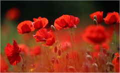 .... der Mohn ist aufgegangen ...