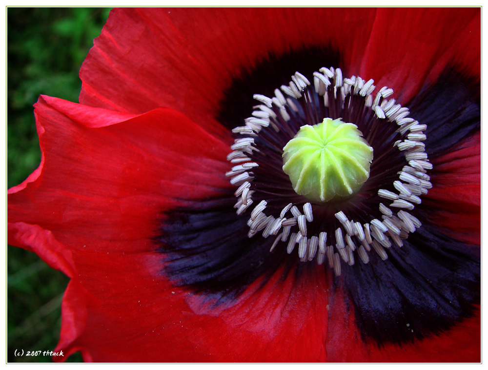 Der Mohn ist aufgegangen...