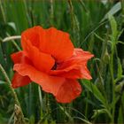 Der MOHN ist aufgegangen