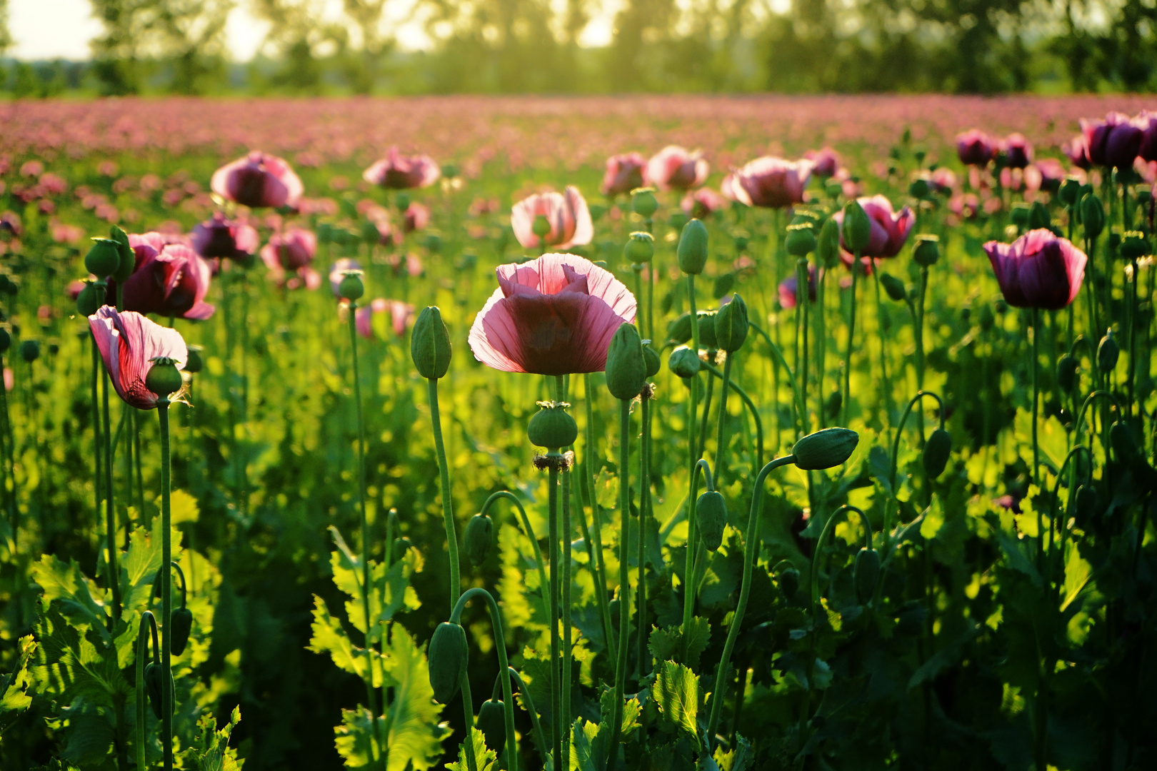 Der Mohn ist aufgegangen