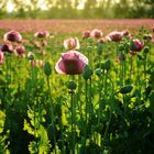 Der Mohn ist aufgegangen