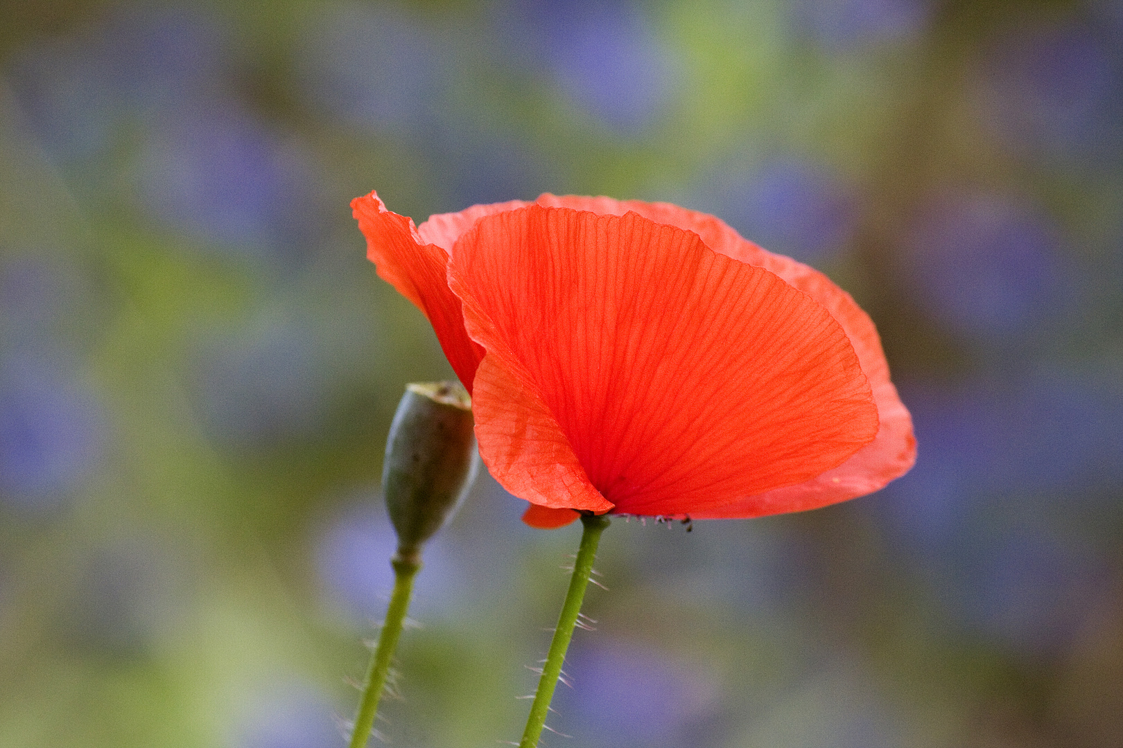 der mohn ist aufgegangen