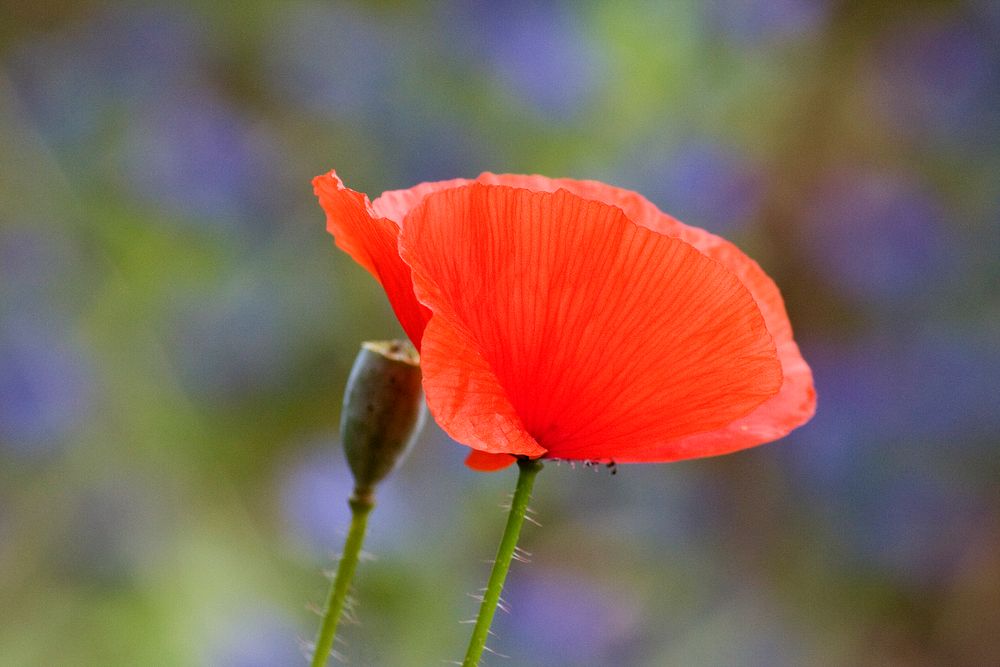 der mohn ist aufgegangen