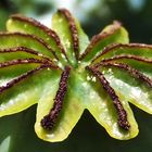 Der Mohn ist aufgegangen