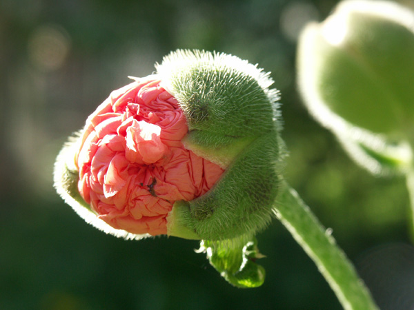 Der Mohn ist aufgegangen