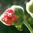 Der Mohn ist aufgegangen