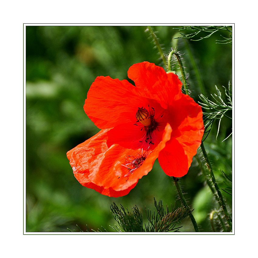 Der Mohn ist aufgegangen.....