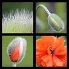 der Mohn ist aufgegangen ...