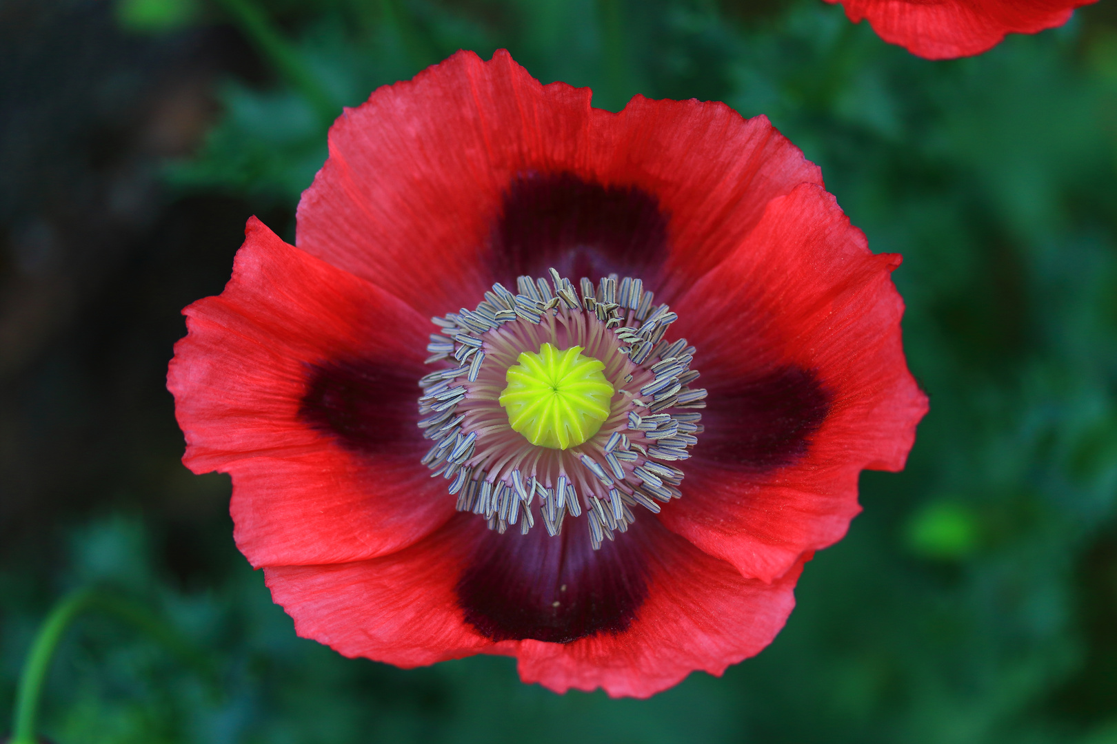 Der Mohn ist aufgegangen.