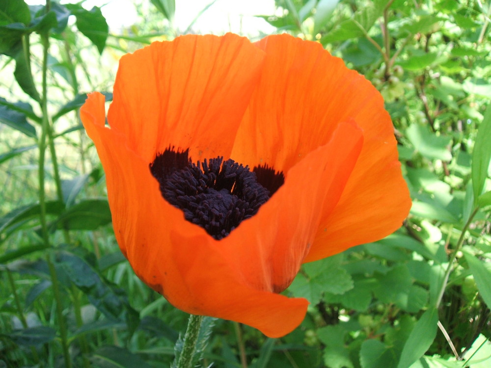 Der Mohn ist aufgegangen