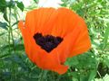 Der Mohn ist aufgegangen von Beatrice W. 