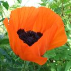 Der Mohn ist aufgegangen