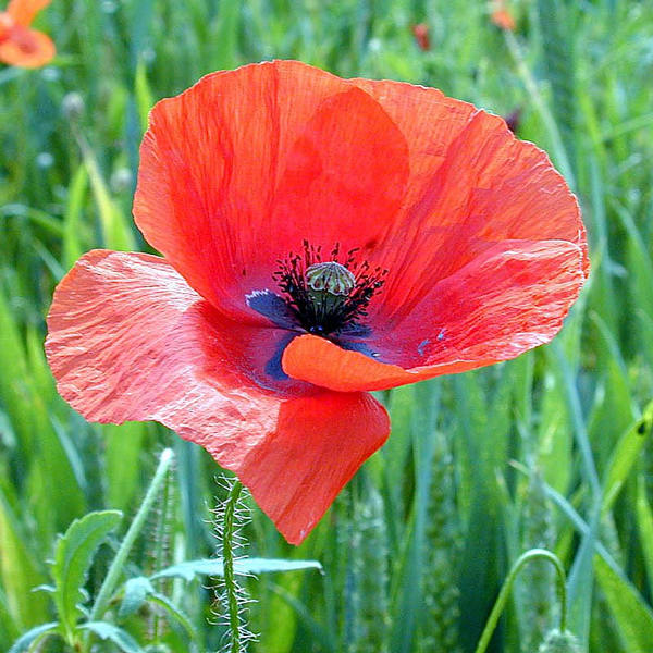 Der Mohn ist aufgegangen...