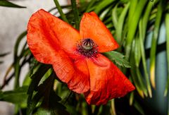 Der Mohn ist aufgegangen