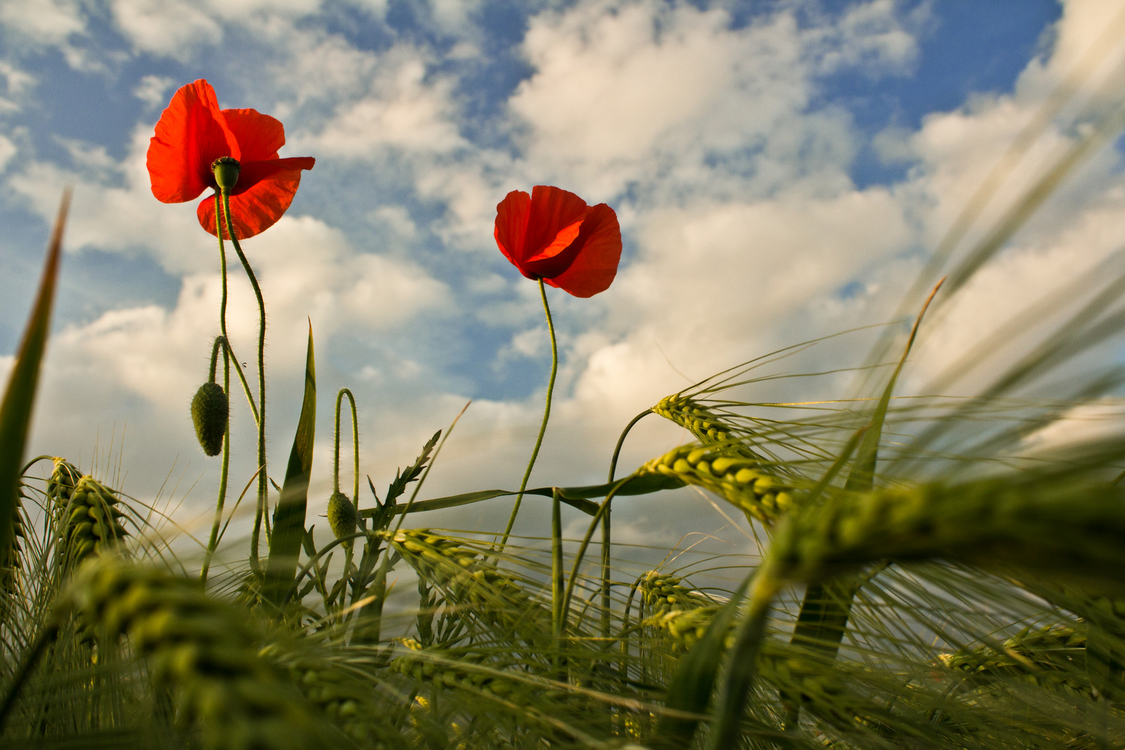 Der Mohn ist aufgegangen...