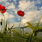 Der Mohn ist aufgegangen...