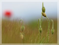 Der Mohn ist aufgegangen......