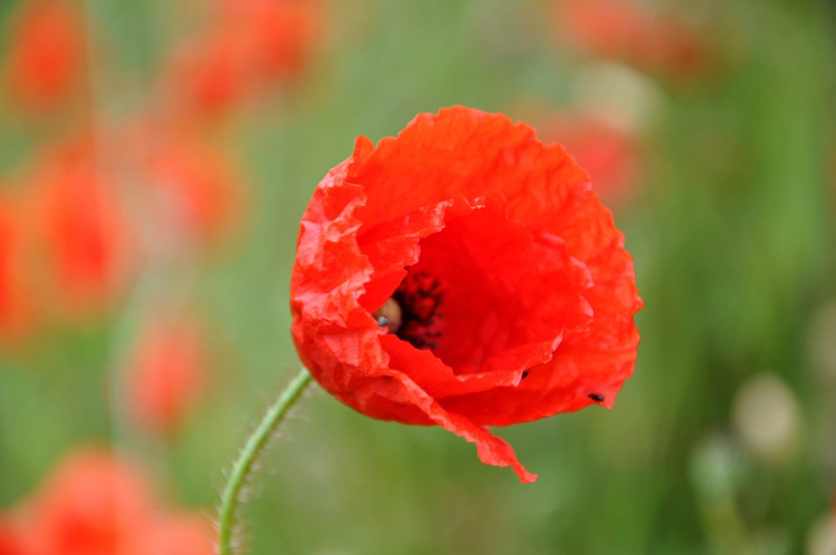 Der Mohn ist aufgegangen