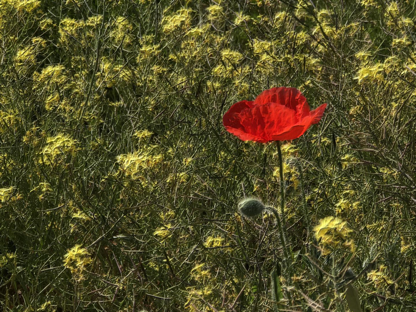 Der Mohn ist aufgegangen