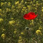 Der Mohn ist aufgegangen