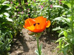 Der Mohn ist aufgegangen..