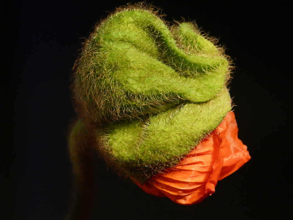 der Mohn ist aufgegangen