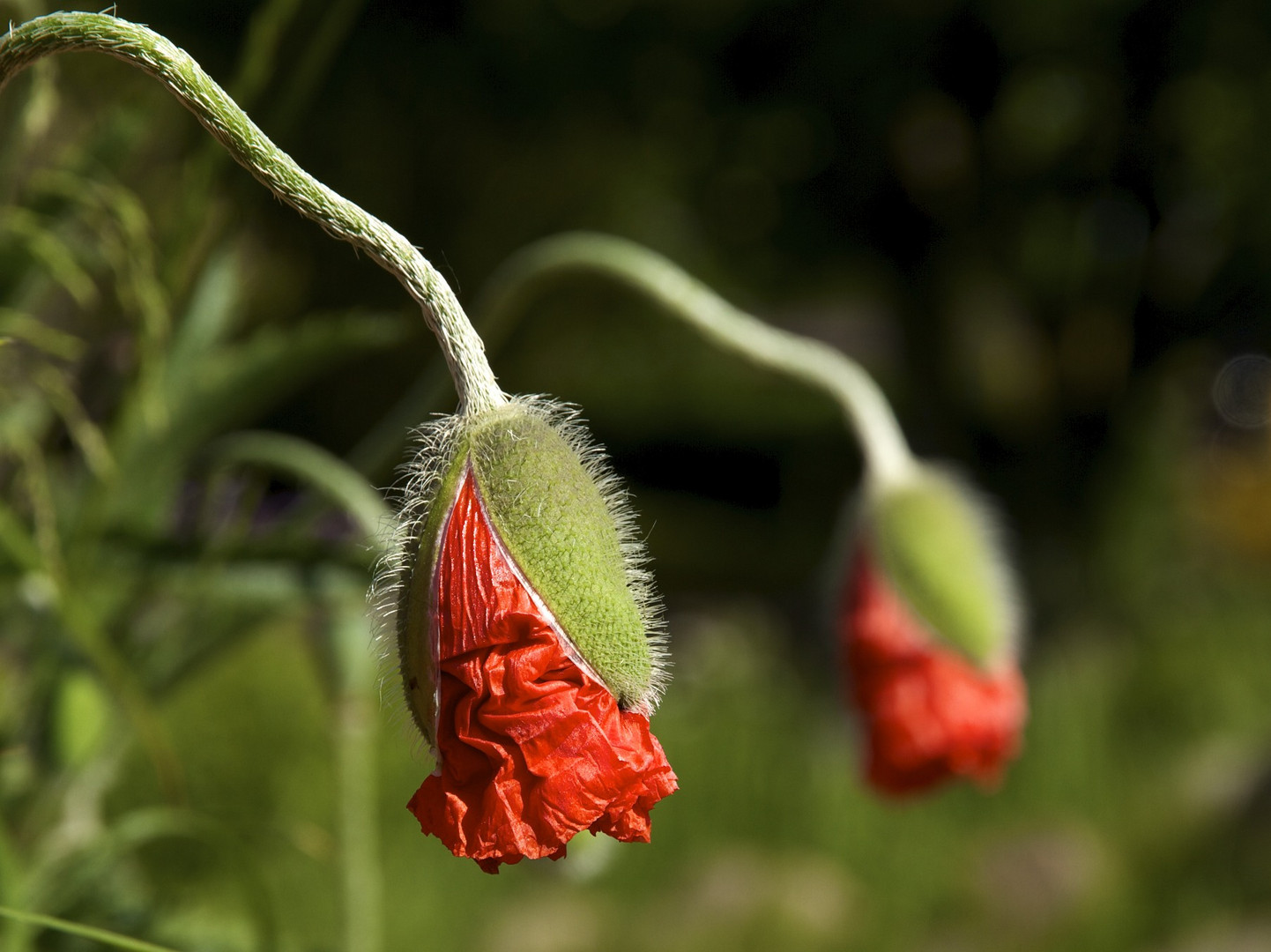 ...der Mohn ist aufgegangen....