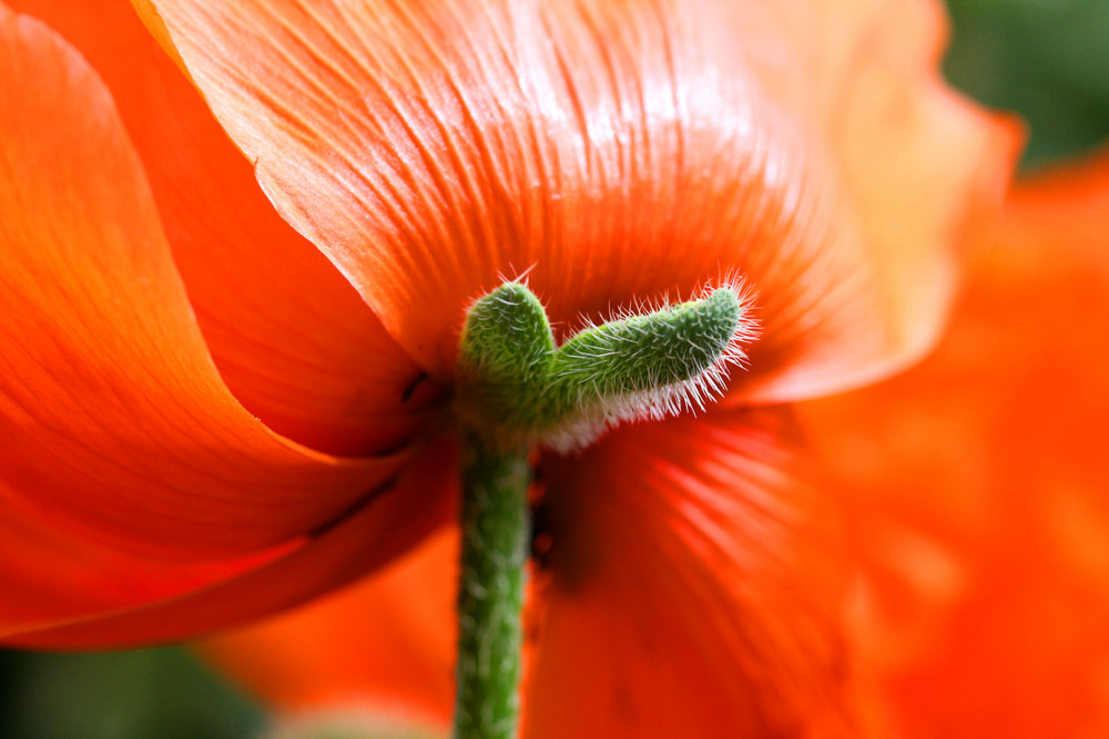 Der Mohn ist aufgegangen II