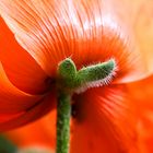 Der Mohn ist aufgegangen II