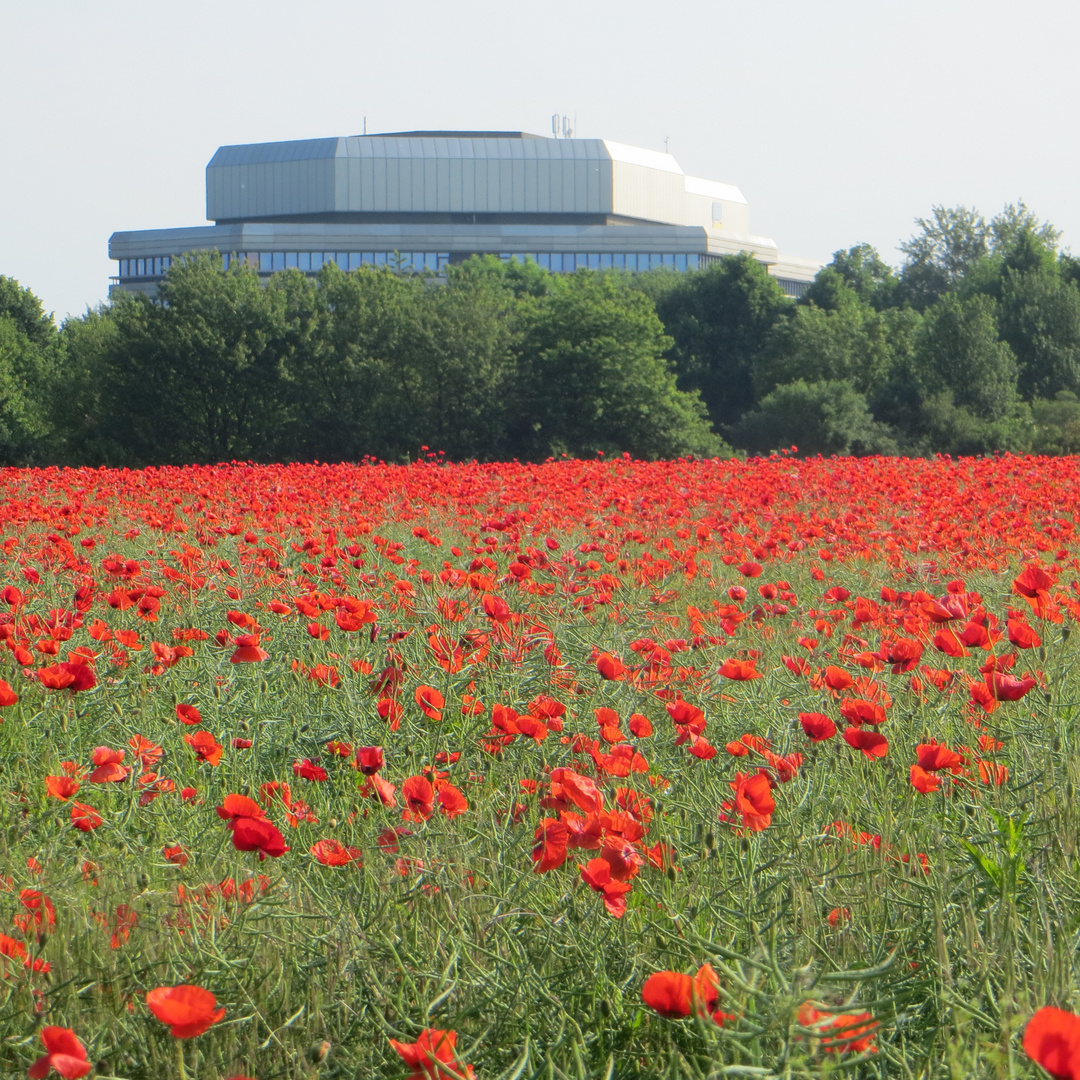 der Mohn ist aufgegangen..., vor der ehemaligen BfA Laatzen2-IMG_0155