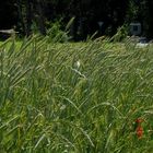 Der Mohn ist keine Zimmerpflanze, aber ...