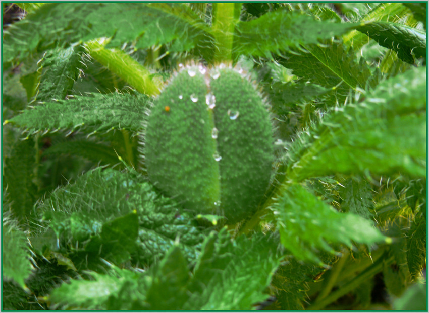 Der Mohn ist (noch nicht) aufgegangen