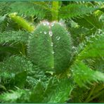 Der Mohn ist (noch nicht) aufgegangen