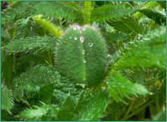 Der Mohn ist (noch nicht) aufgegangen