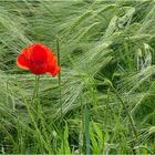 Der Mohn ist schon überall zu finden, die Gerste braucht noch Zeit bis zur Reife.