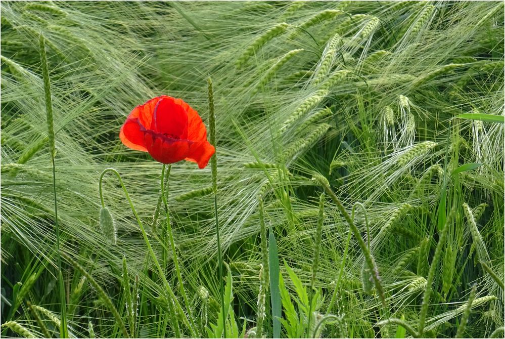 Der Mohn ist schon überall zu finden, die Gerste braucht noch Zeit bis zur Reife.