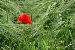 Der Mohn ist schon überall zu finden, die Gerste braucht noch Zeit bis zur Reife.