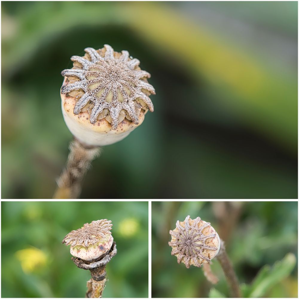 der Mohn ist verblüht