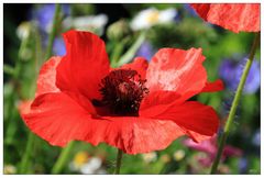 Der Mohn läßt mich