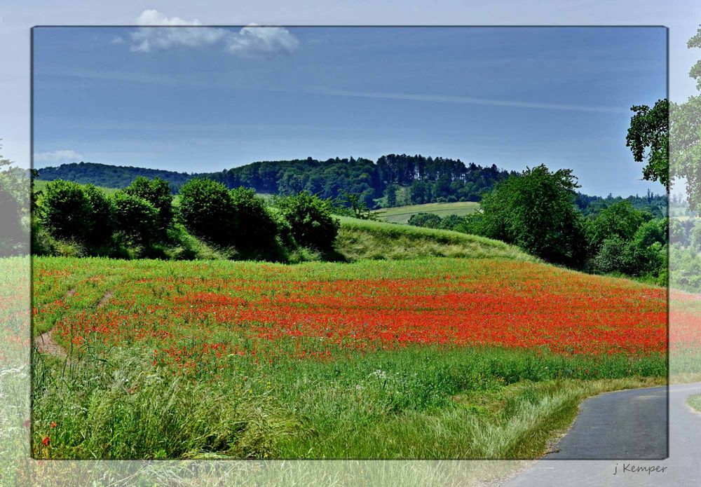 - der Mohn leuchtet -