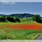 - der Mohn leuchtet -