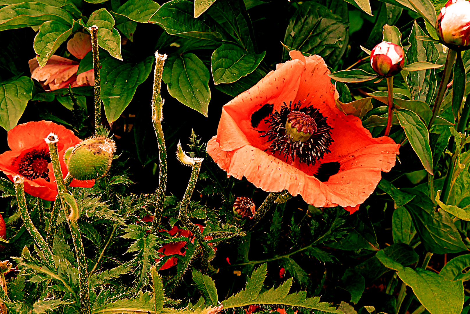 Der Mohn leuchtet in seiner schönsten Farbe.