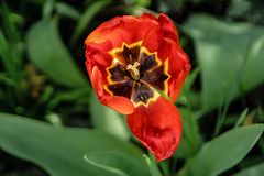 Der Mohn meines Nachbarn ????