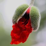 Der Mohn möchte gerne aufgehen