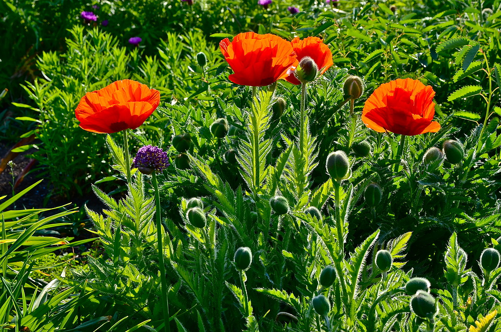 Der "Mohn" ( oder Montag) ist aufgegangen!