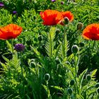 Der "Mohn" ( oder Montag) ist aufgegangen!