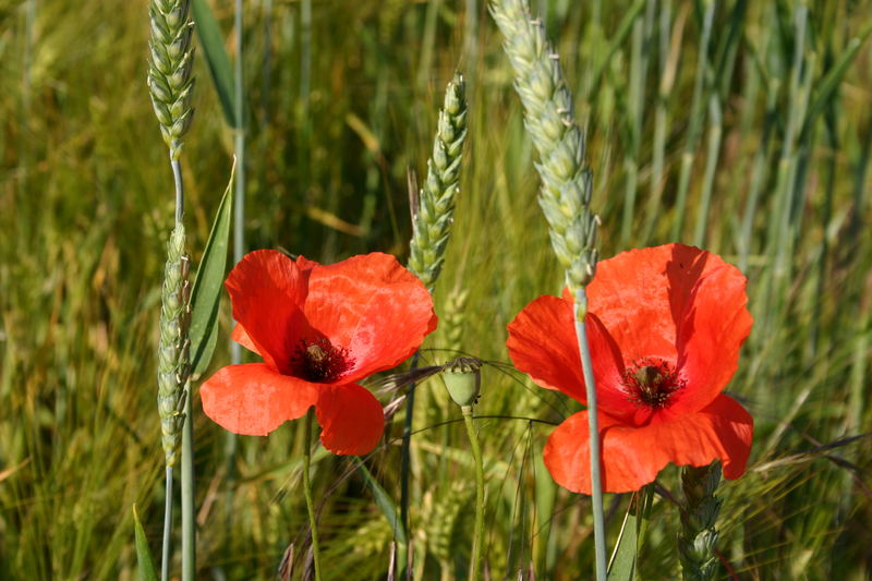 Der Mohn oder so