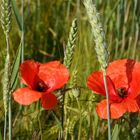 Der Mohn oder so