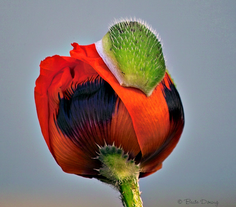 Der Mohn platzt auf